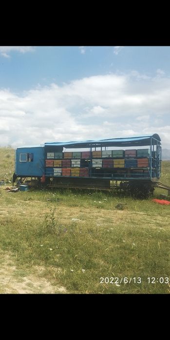 Асал ари павилйони ариси Билан сотилади