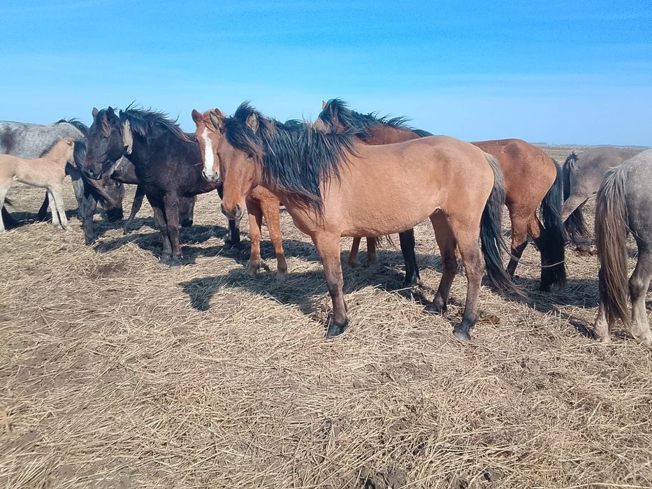 Жылқылар сатылады, 4 бас. Продам лошадей 4 головы