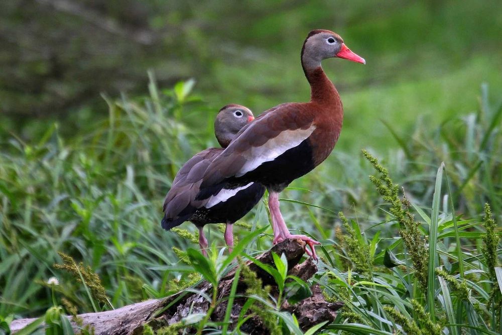 Vând Rațe exotice, de ornament, lebede, gâște
