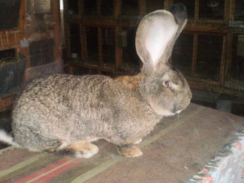 Зайци Белгийски великан