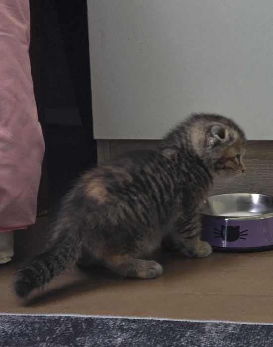 Продам в добрые руки !