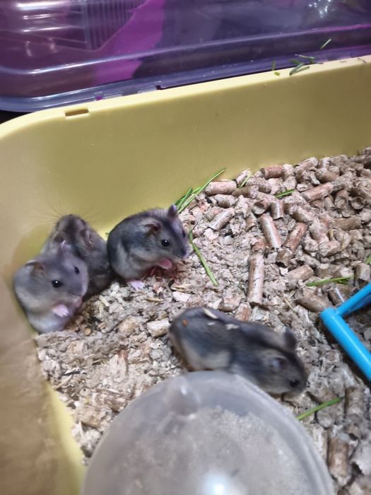 Продам хомяков да