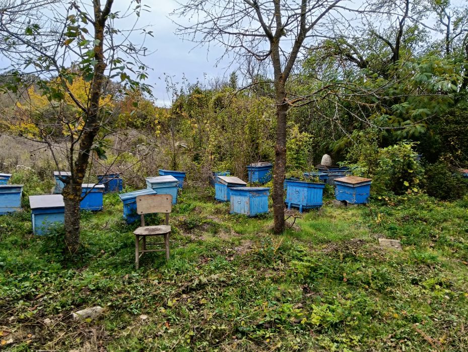 Пчелни кошери за пчели