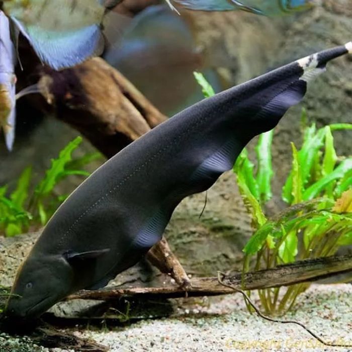 Черный нож рыба, Apteronotus albifrons.