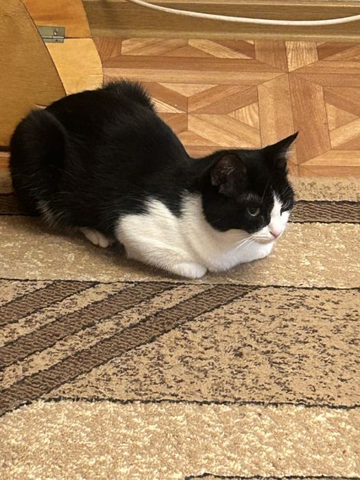 Отдам кошечку в добрые руки