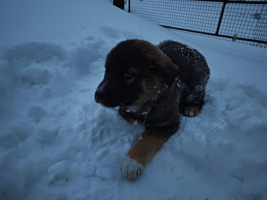 Щенки мальчики ищут дом