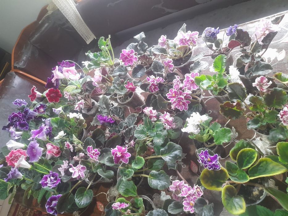 Уйдин гулдери Тулкубас