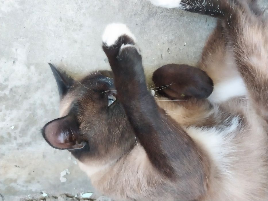 Ищем дом для кота
