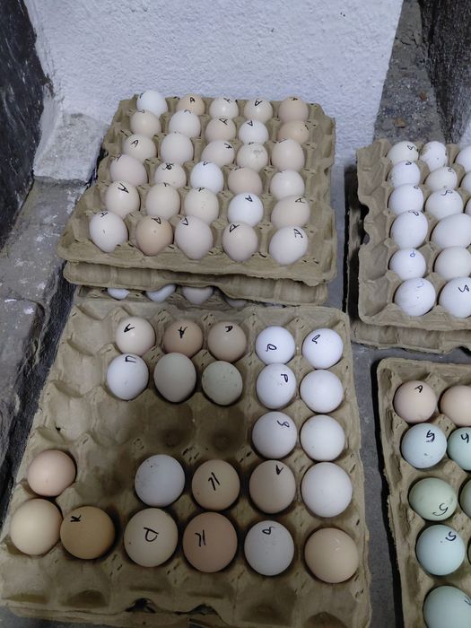 Продам домашнее яйца