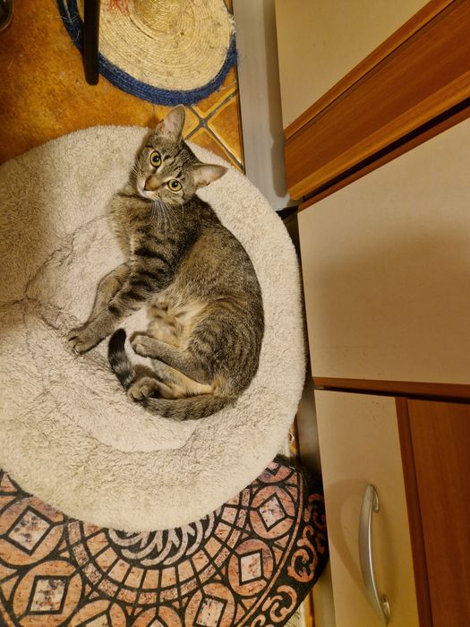 Donatie pisicute