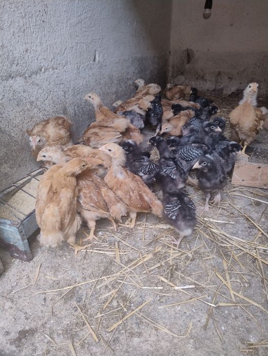Vând pui de găină