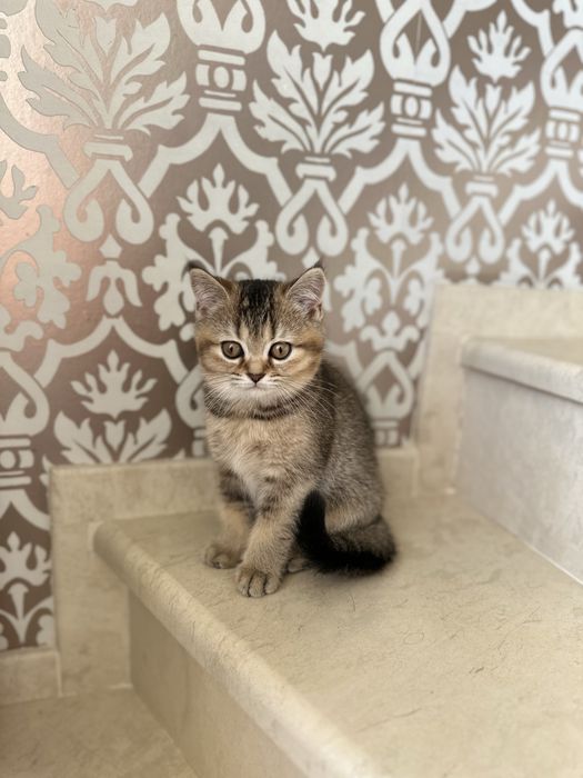 Британски котета