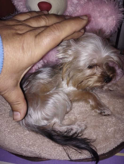 Yorkshire terrier fetița