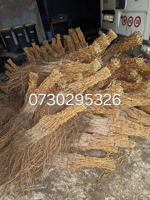 Vând Butași viță de vie Altoita și Hibrida Certificată si Autorizata