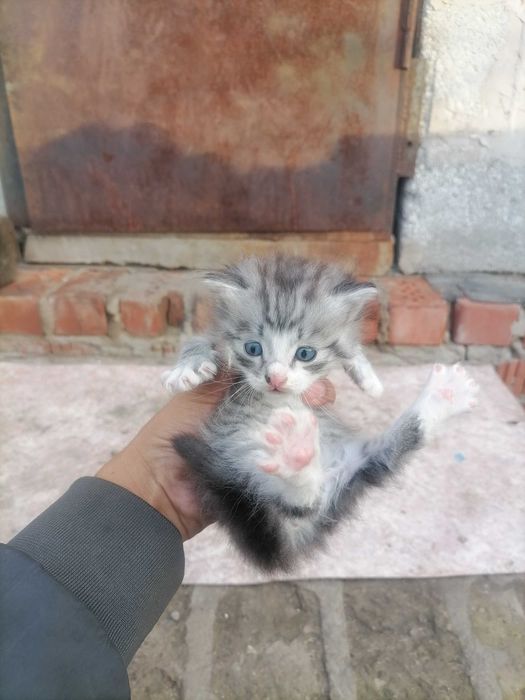 Одам в хорошие руки котет