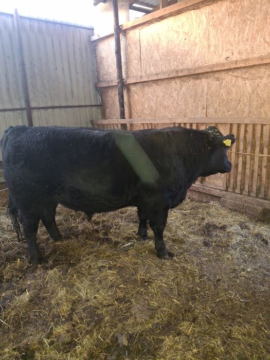 Vând taur pentru reproductie