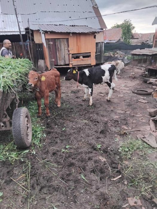 De vânzare o vițeaua și un tauras