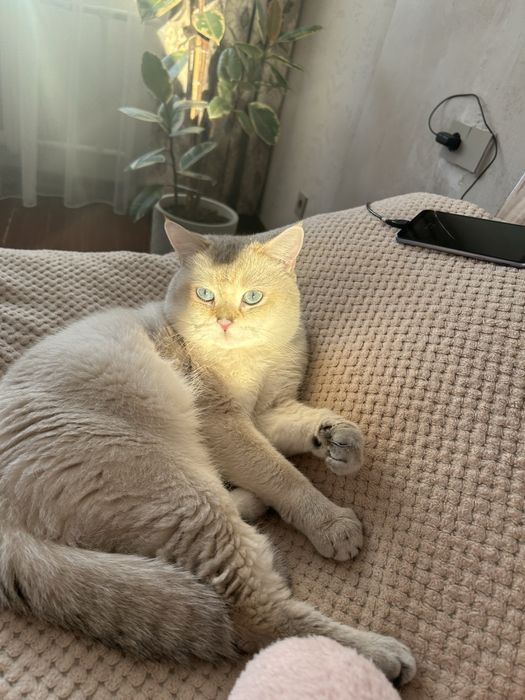 Боитанец(шиншила) чистокровный без примиси. Ждем в гости !