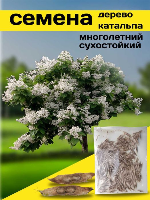 Katalpa daraxtining urug'lari, o'simliklari