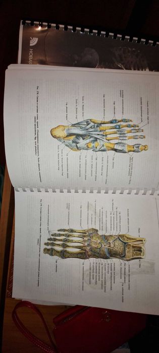Анатомия атлас Автор Синельников