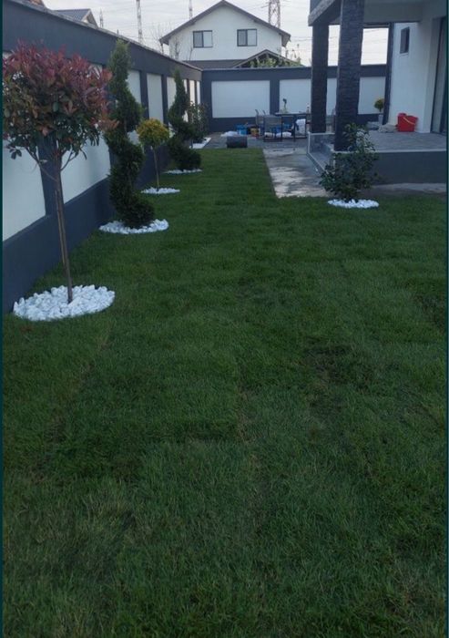 Tuia leylandii plante ornamentale gazon rulou