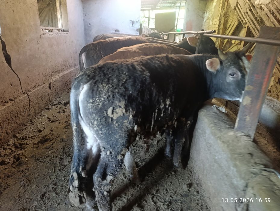 Продам двух хороших быков