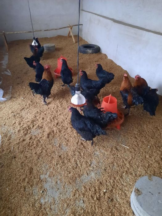 Маран зотли товук тухумлари