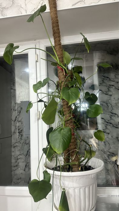 цветы продам живой