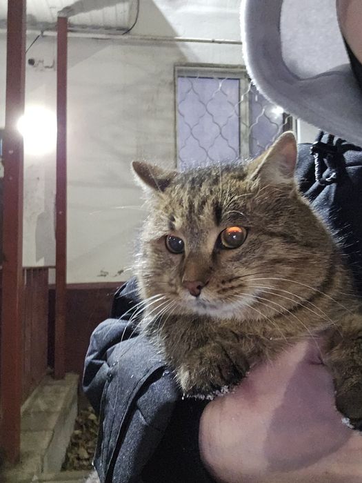 КОТИК в добрые руки