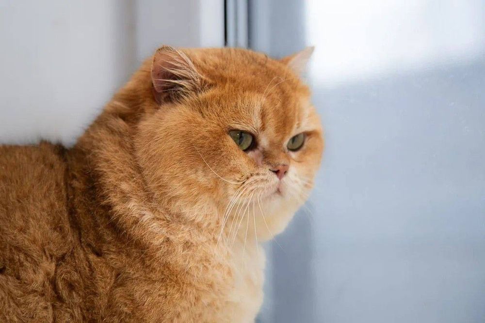 Vyazkaga zolotaya shinshilla NY12 British