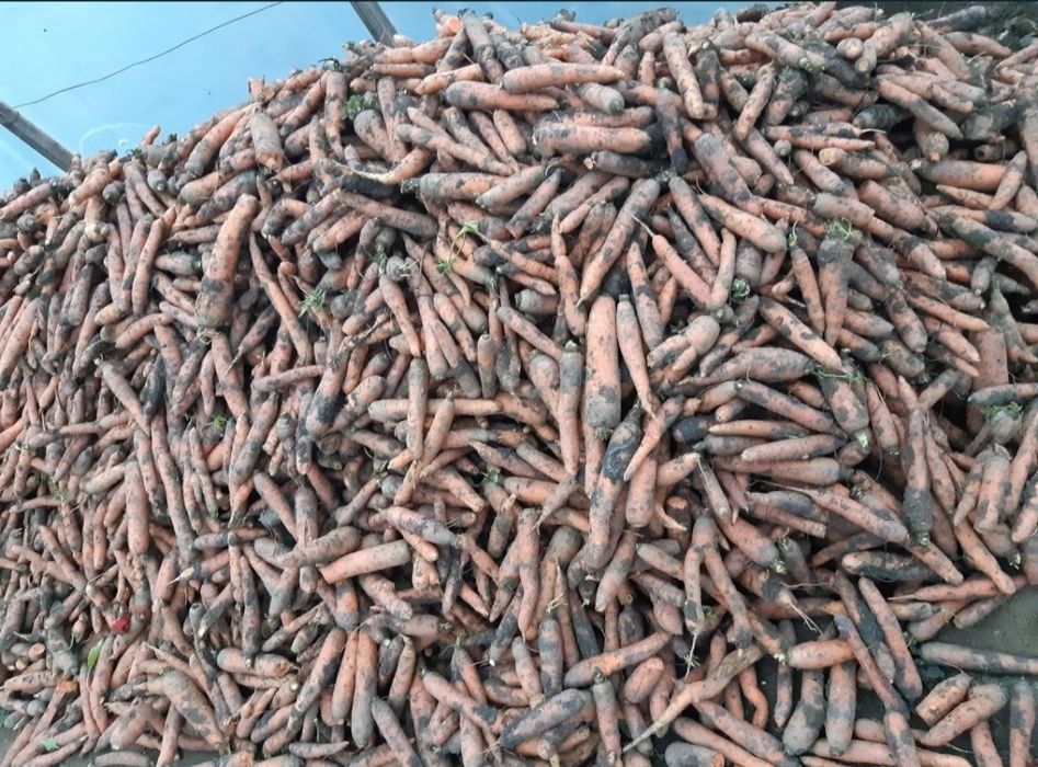 Morcov,țelina, ridichie si sfeclă rosie