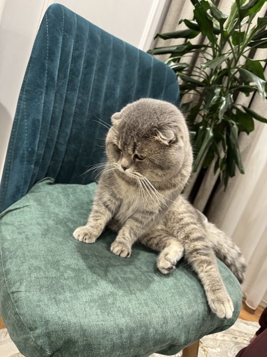 Vyazka uchun o’gil bola mushuk