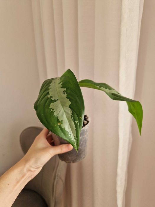 Аглаонема, комнатное растение