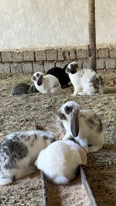 Домашние кролики