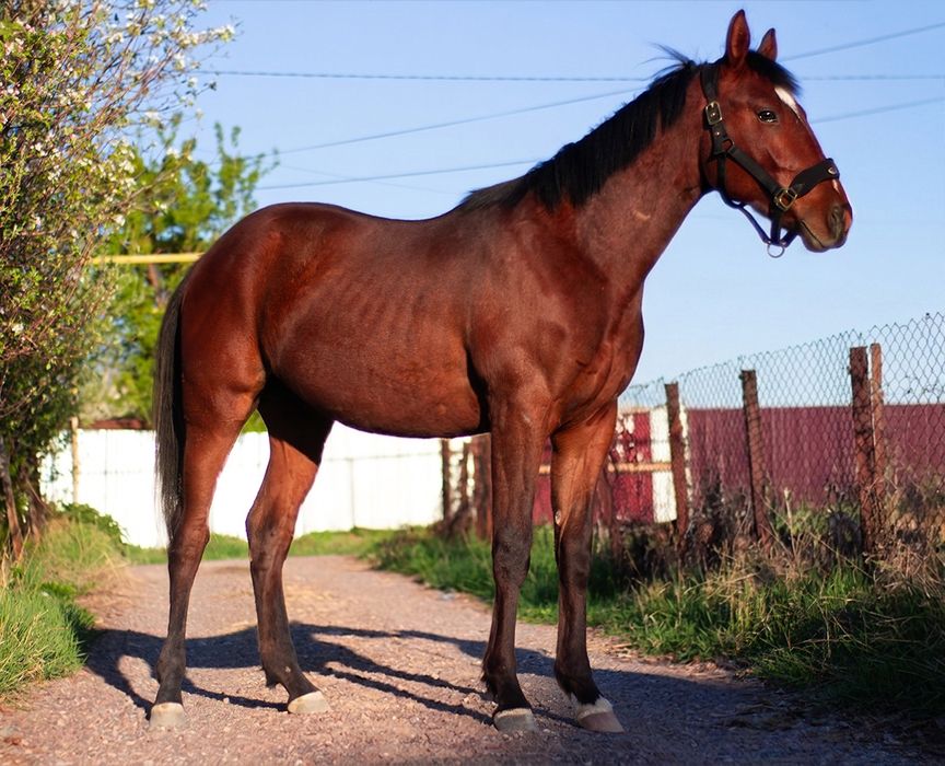 Продам жеребчика, 2 года