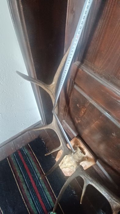 Еленски рога истински