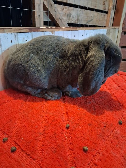 Vând Mascul berbec german Albastru