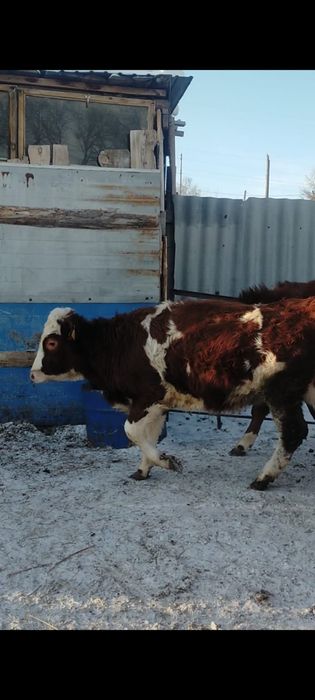 Телочка 10мес 350тыс доставка