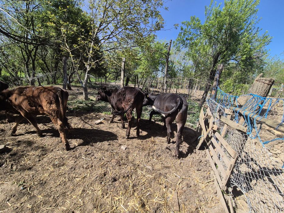 Vand 4 vitele si un tauras