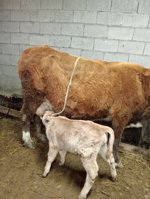 Бузаулы сутты сиырлар