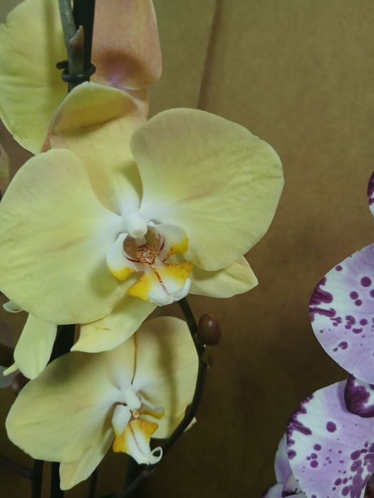 Орхидея качество Голландия
