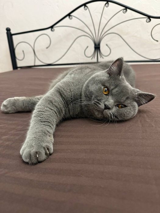 Mushuk Sotilmaydi Vyazka uchu .