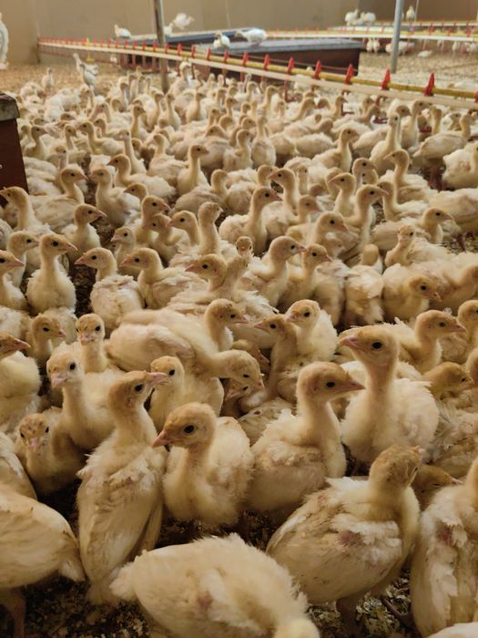 Пуйки Бройлери С.Ивански