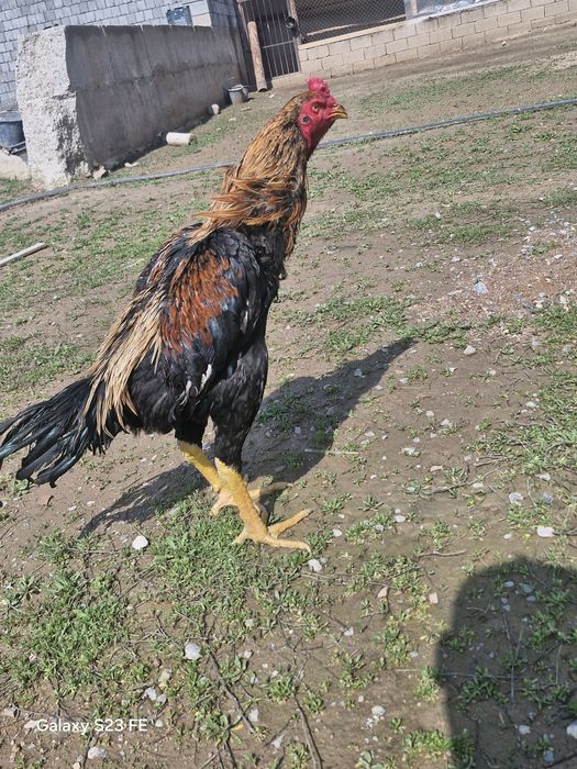 Супер шоже кораздар сатылады срочна