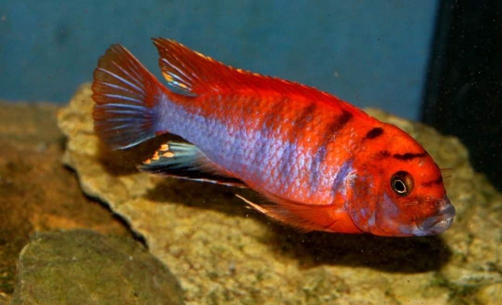 Африкански Цихлиди Малави