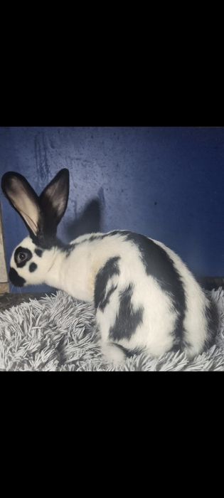 Продам кролика мальчик