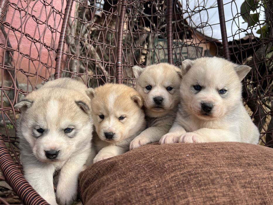 Сибирски Хъскита