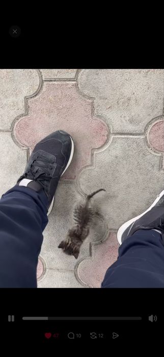 Котенок.