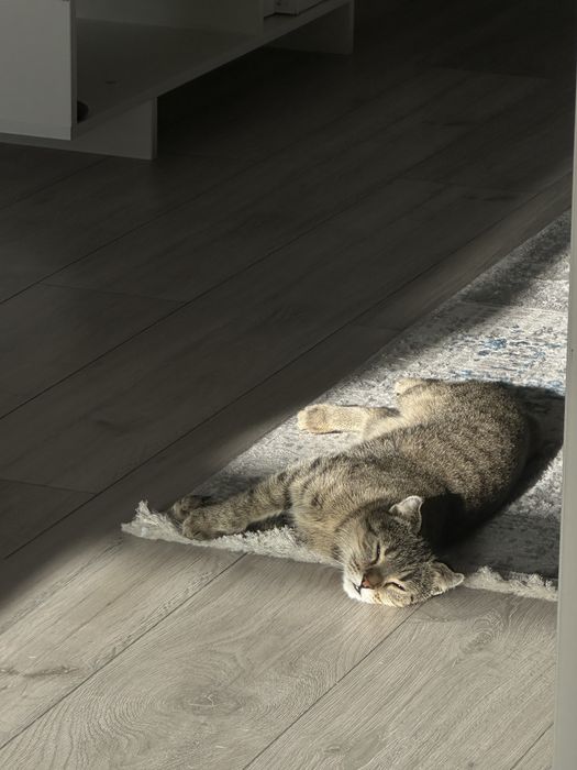 Кошка Американский керл