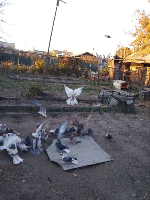 Голуби Николаевские